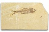 Detailed Fossil Fish (Knightia) - Wyoming #348061-1